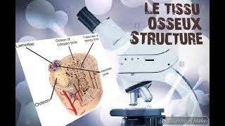 LE TISSU OSSEUX Structure histologique [upl. by O'Doneven]