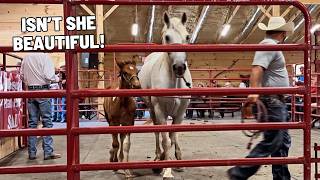 Missouri Fox Trotter Horse Sale 2024 [upl. by Arsuy]