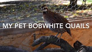 The Bobwhite Quails [upl. by Campbell]