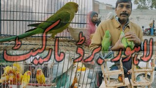 Sunday Birds Market Lahore 28Jan Tollinton market lahore lahore birds market Exploring with Yasir [upl. by Vinita]