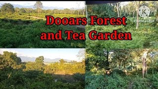 Dooars Forest Alipuduar WB [upl. by Ardnod]