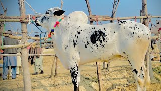 Gondal mandi today latest update ll cow mandi 2024 ll Part 3 ll talagang mandi ll Jamil tv ll [upl. by Hebel]