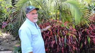 Introduction To Crotons [upl. by Sheng]