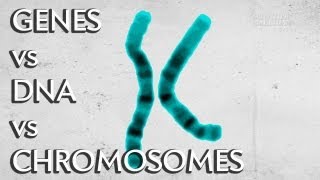 Genes vs DNA vs Chromosomes  Instant Egghead 19 [upl. by Kubiak99]