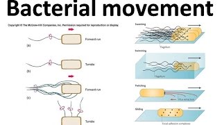 Bacterial movement using flagella [upl. by Titania]