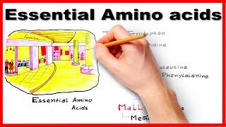 Essential Amino Acids  Easiest way to remember mnemonic series 7 [upl. by Sybyl]