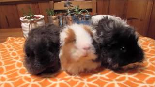 Different Guinea Pig Breeds in the Sherwood Home [upl. by Alletse]