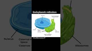 endoplasmic reticulum💯 biology iscience education shorts viralshorts trendingshorts [upl. by Airdnoed238]