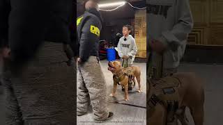 Un Chien Militaire Montre Ses Compétences 🤯 expliqué [upl. by Donielle183]