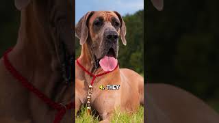 Great Dane quot5 Surprising Facts About Great Danesquot [upl. by Rodmann]