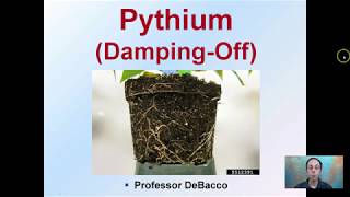 Pythium Damping Off [upl. by Solhcin940]