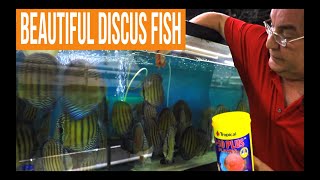 How to keep Wild Discus Fish [upl. by Adela]