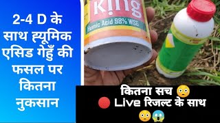 Humic acid  2 4 di amine salt effect on wheat Fieldगेहुँ की खेती  खरपतवार नियंत्रण [upl. by Hellman]