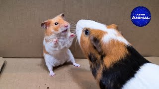 Hamster meets Guinea Pig [upl. by Nilad68]