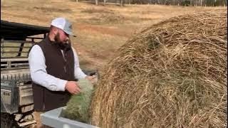 Unrolling Hay The Superior Method for Cattle Feeding [upl. by Thilda]