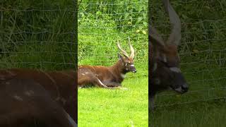 A Sitatunga Taking a Nap sitatunga animal ytshort shorts [upl. by Caressa261]