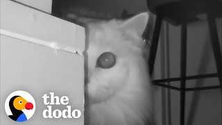 Couple Realizes Why Their Cat Keeps Screaming At Them  The Dodo [upl. by Terr801]