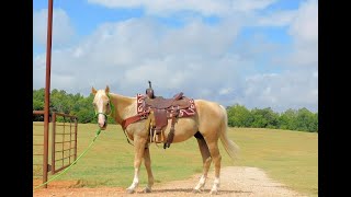 Palomino Quarter Horse For Sale [upl. by Seugram]