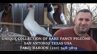 Exotic Pigeons in San Antonio Texas [upl. by Nilloc]