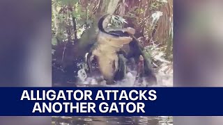 Video shows large alligator eating smaller alligator in Florida [upl. by Jaime]