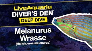 LiveAquaria® Diver’s Den® Deep Dive Melanurus Wrasse Halichoeres melanurus [upl. by Avron104]