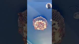 wasp nest in gasoline shorts shortvideo gasoline [upl. by Gothart]