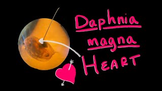 Daphnia magna heart location [upl. by Anitsyrhc]