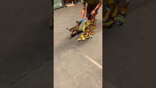 🔥Belgian Malinois dog training malinois becgiegermanshepherd chó pets dog [upl. by Philan]