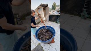 Minha composteira depois de mais 1 mês composting horta alimentaçãosaudável composteira adubo [upl. by Loughlin]