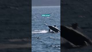 Wild orcas playing and jumping killerwhales [upl. by Liemaj]