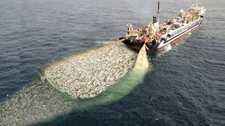 WoW  Fishing Boat Catch a Lot of Fish  Big Catch [upl. by Edyaj]