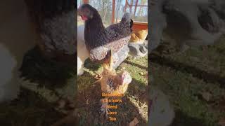 chicken happyanimals chickenshort chickenlovers chickens [upl. by Dualc]