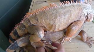 Iguana Behavior  EP 3  Red Iguana Breeding P2 [upl. by Aven]