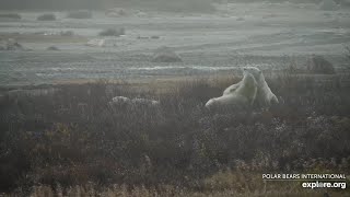 241014 Sparring Lodge South Polar Bear exploreorg 1024 [upl. by Vonnie]