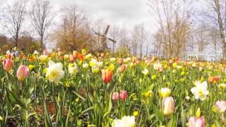 La fioritura dei tulipani in Olanda  Go Pro  Amsterdam Utrecht [upl. by Sergio]