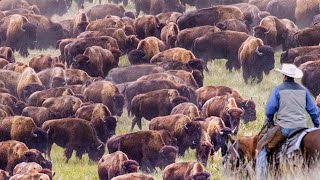 How US Ranchers Raise Thousands Of Bison  Bison Farming Documentary [upl. by Finella]