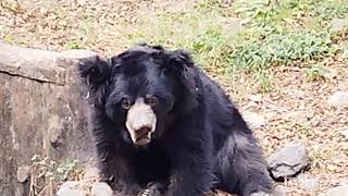 Alipore zoo kolkata [upl. by Ymrots]