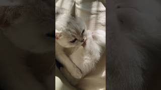 Kitten Nursing amp Playing With Moms Cat video shorts kitten catlovers music instrumental [upl. by Dennard164]