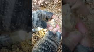 Finding Natural Quartz Crystal Gemstones At The Mountain quartz quartzite crystals mining [upl. by Rehctaht]