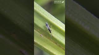 Journey insects worldwide Braconid wasps close up [upl. by Anaile391]