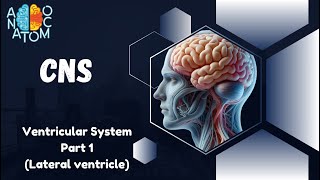 Ventricular System Part1  Lateral ventricle [upl. by Yessac]