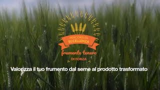 Percorsi di Eccellenza BASF – Frumento Tenero di Forza [upl. by Uhp648]