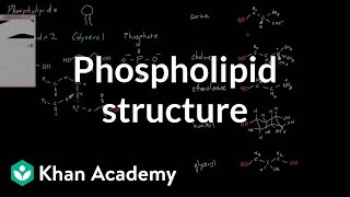 Phospholipid structure  Cells  MCAT  Khan Academy [upl. by Ahsilak785]