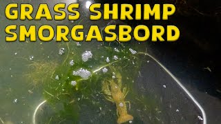 Benefits of Grass Shrimp for a Fishing Pond [upl. by Hoye]