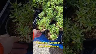 Iberis quotCandy Tuftquot flowering bush youcangrow gardenforlife bestplants lowmaintenanceplants [upl. by Yemerej253]