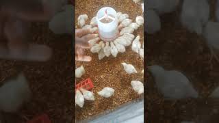 Switching between feeders sidehustleideas poultrytips agribusiness nigeriayoutubers [upl. by Royce222]