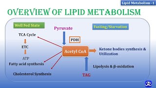 1 Overview of lipid metabolism  Lipid Metabolism1  Biochemistry  NJOY Biochemistry [upl. by Coppinger]