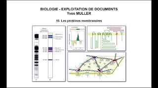 15 Les protéines membranaires [upl. by Lehmann]