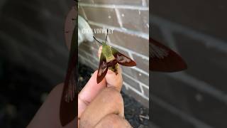 Hummingbird Clearwing Moth Handling [upl. by Ynnaej]