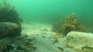 20210714  Atlantic Tomcod at Brant Rock [upl. by Araet]